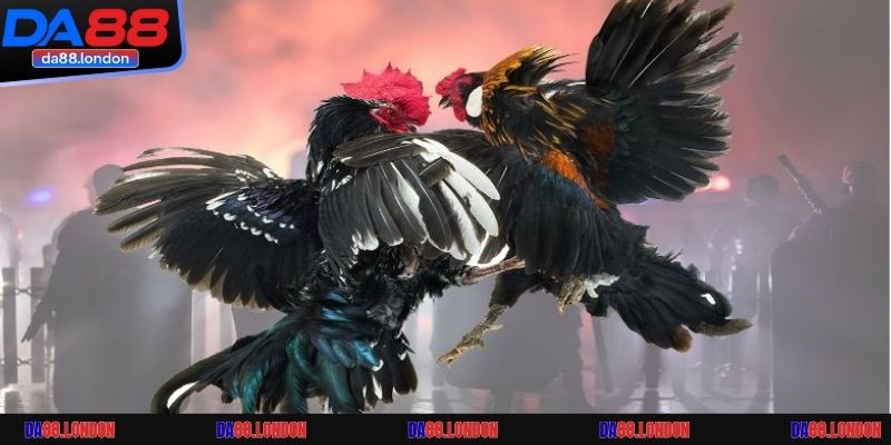 Giới thiệu sảnh cược đá gà DA88