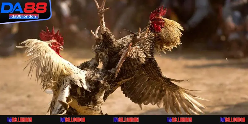 Những thông tin cần biết về bộ môn đá gà truyền thống